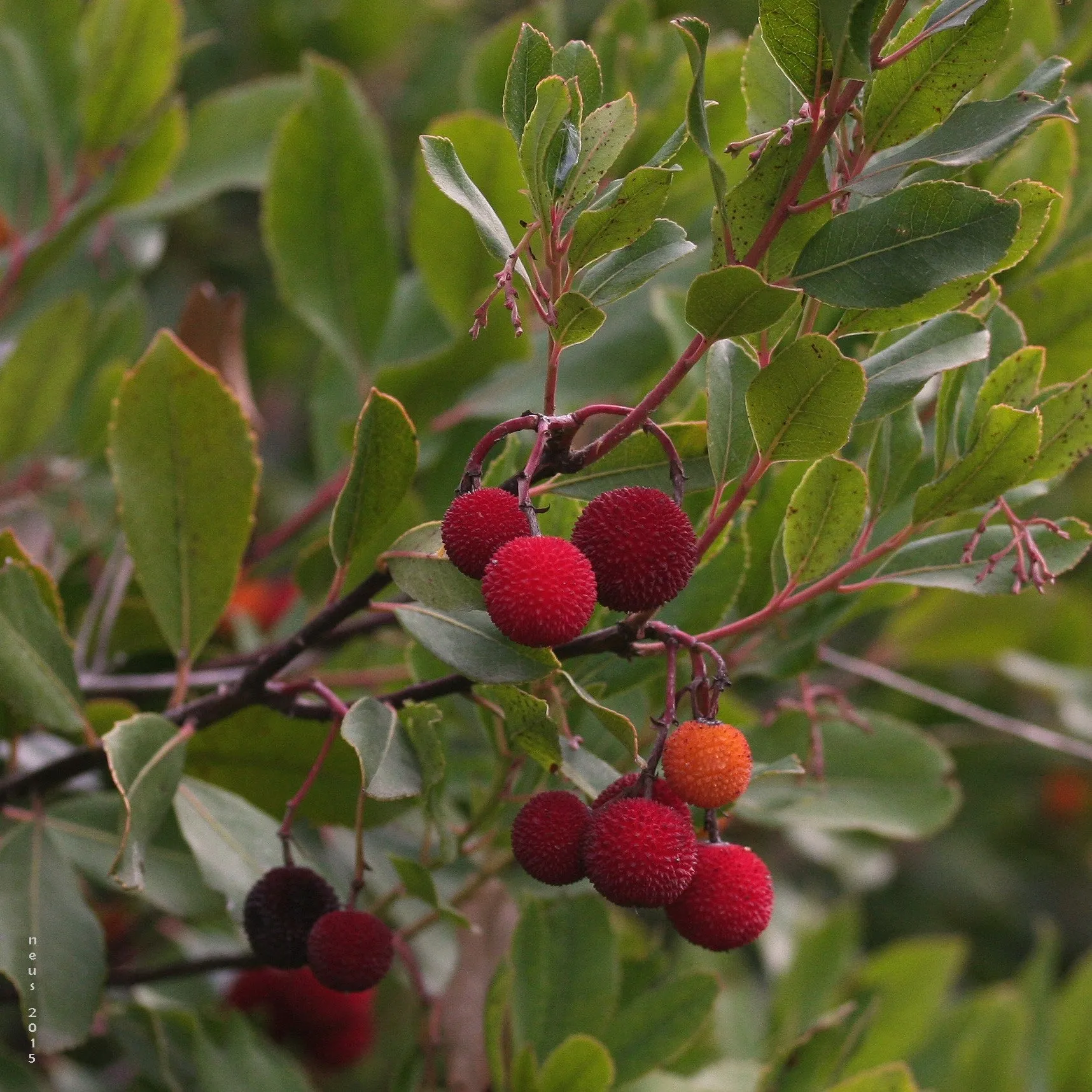 Arbutus Plant | Enhance Your Garden with This Stunning Evergreen - Now On Sale!