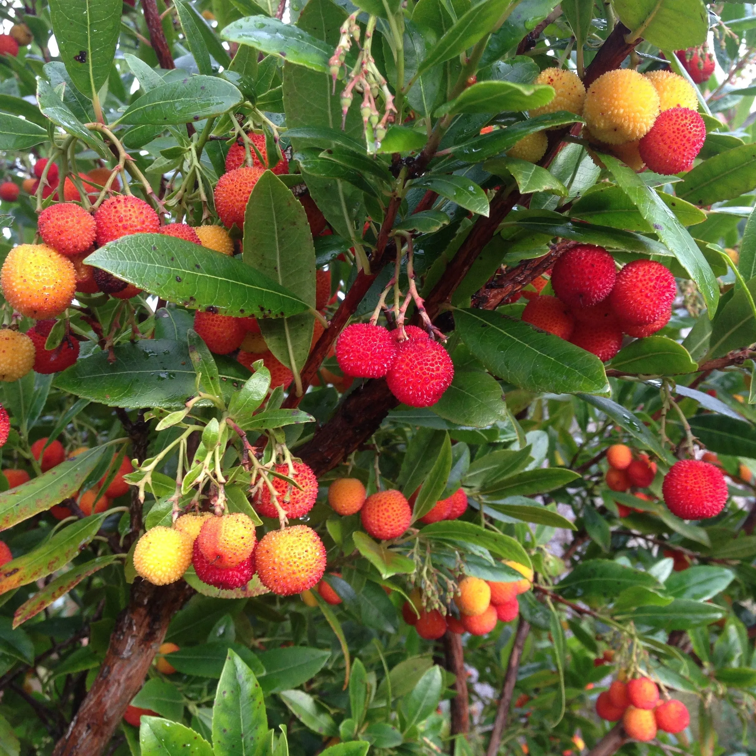 Arbutus Plant | Enhance Your Garden with This Stunning Evergreen - Now On Sale!