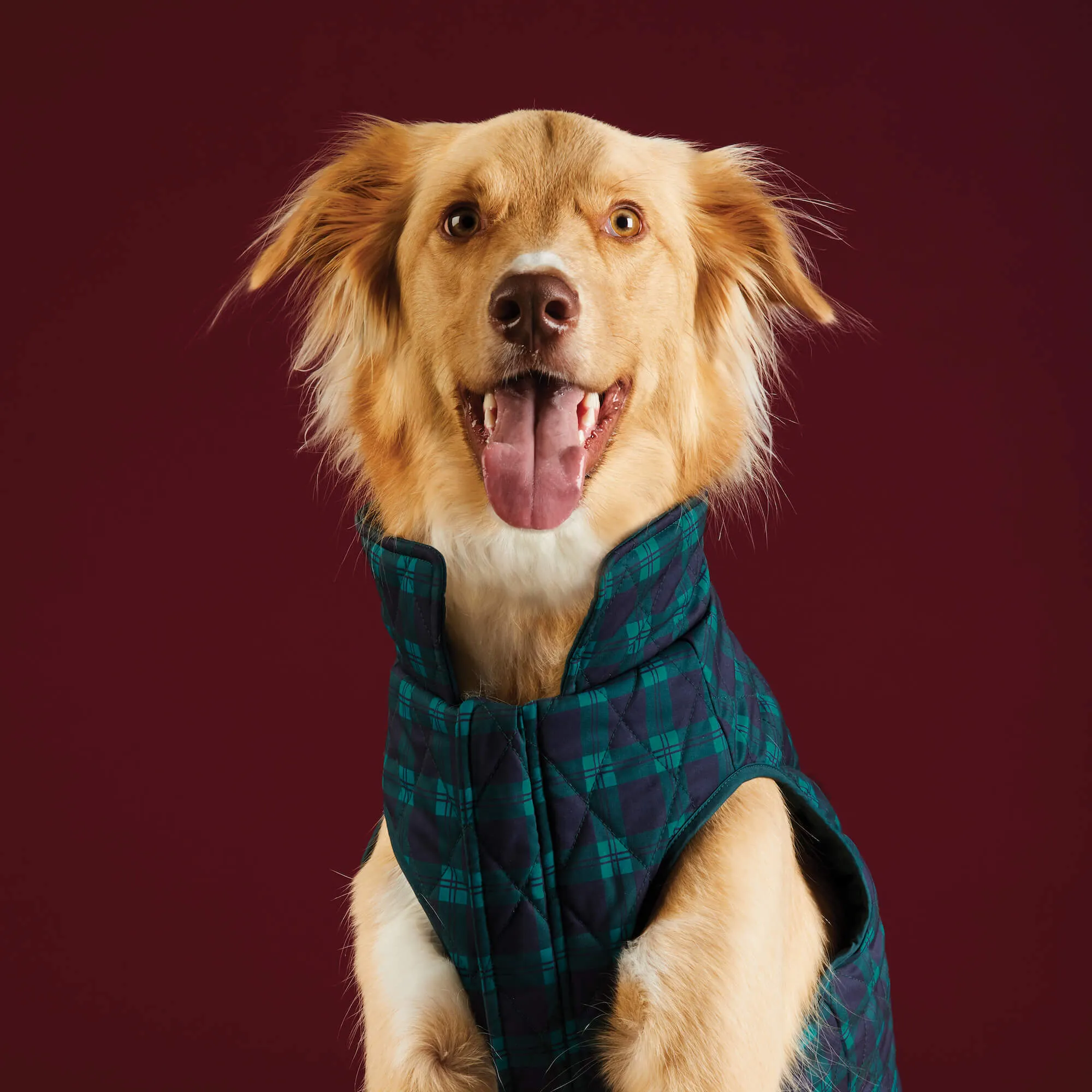 Black Watch Plaid Reversible Dog Jacket