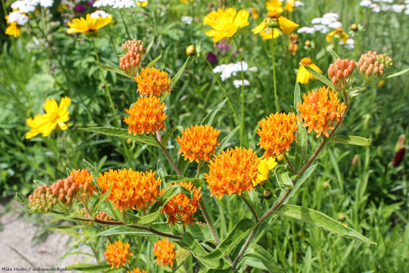 Butterfly Weed Milkweed Asclepias tuberosa 200 Seeds  USA Company