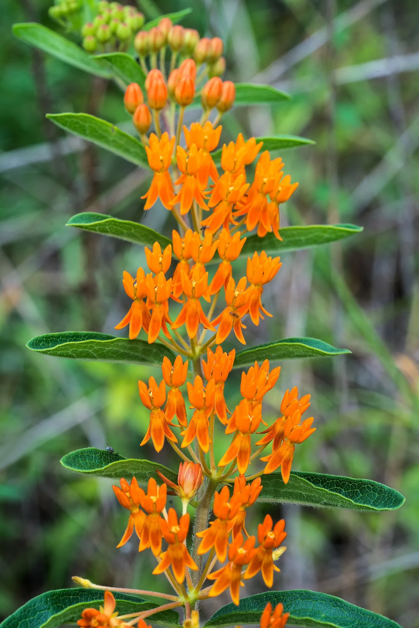 Butterfly Weed Milkweed Asclepias tuberosa 200 Seeds  USA Company