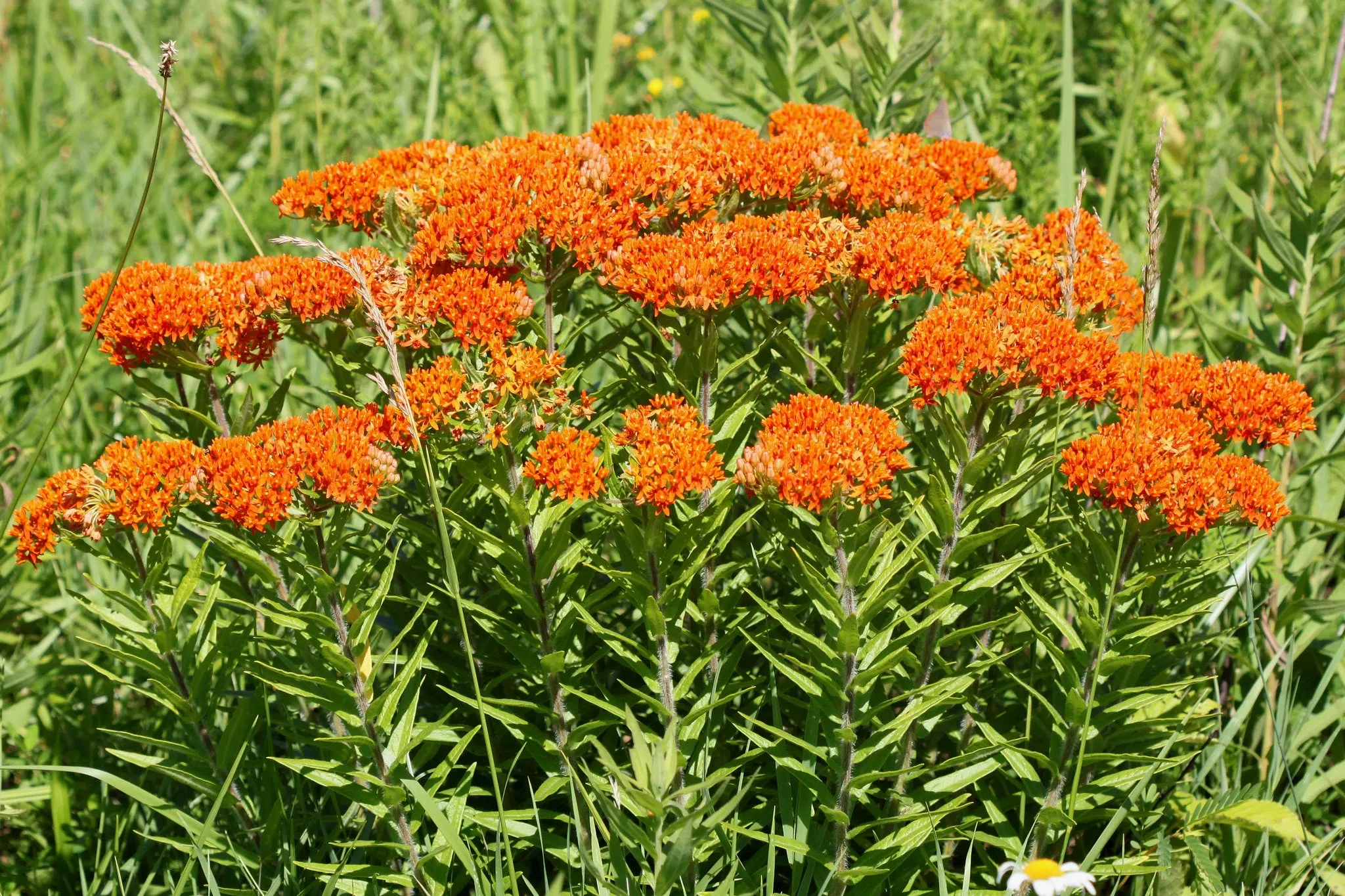 Butterfly Weed Milkweed Asclepias tuberosa 200 Seeds  USA Company