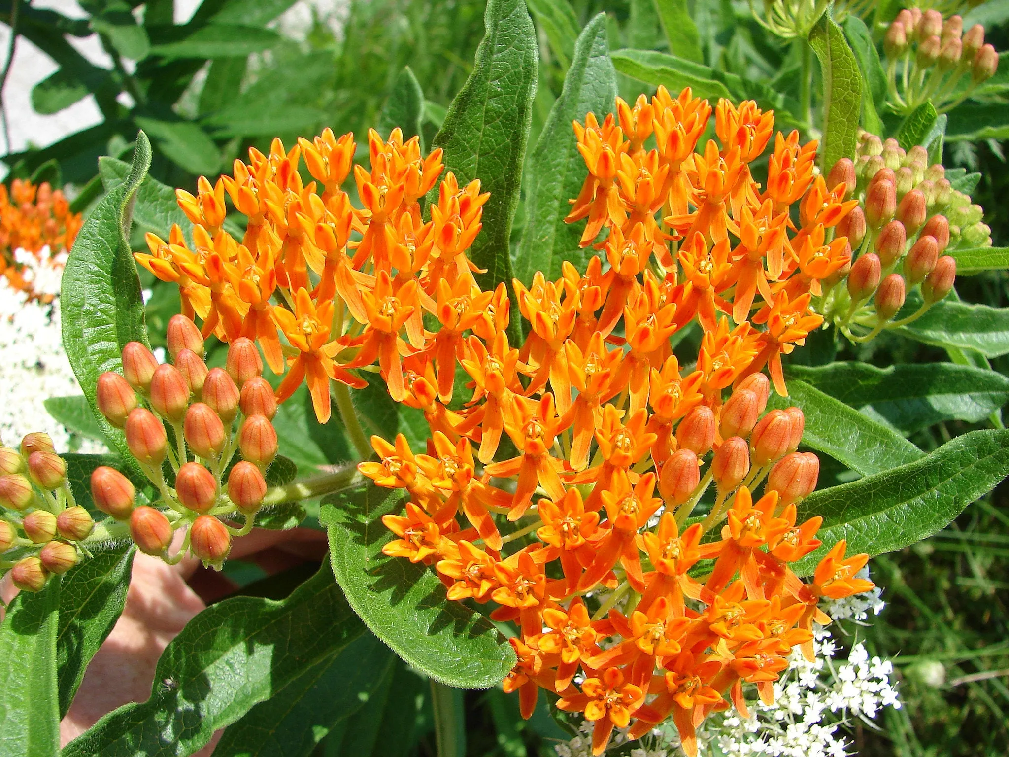 Butterfly Weed Milkweed Asclepias tuberosa 200 Seeds  USA Company