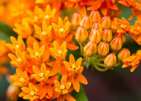 Butterfly Weed Milkweed Asclepias tuberosa 200 Seeds  USA Company