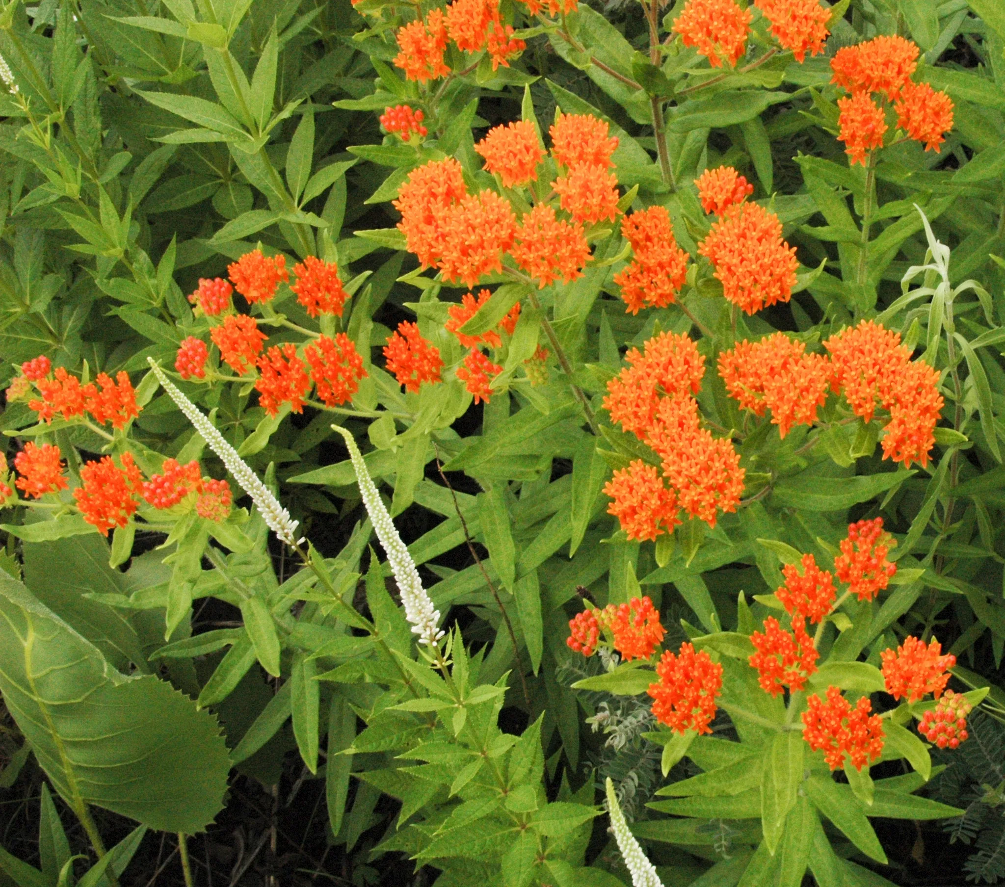 Butterfly Weed Milkweed Asclepias tuberosa 200 Seeds  USA Company