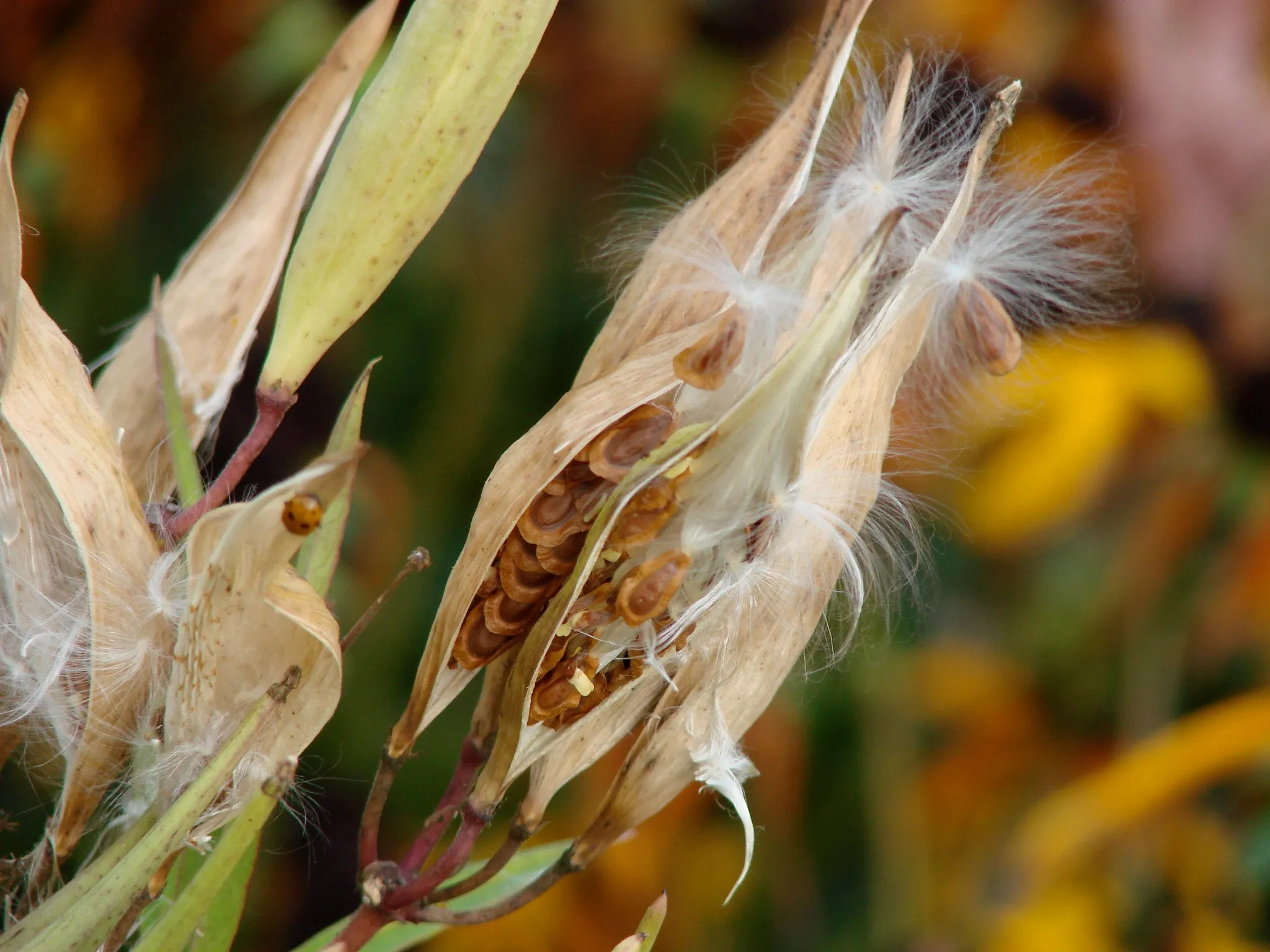 Butterfly Weed Milkweed Asclepias tuberosa 200 Seeds  USA Company