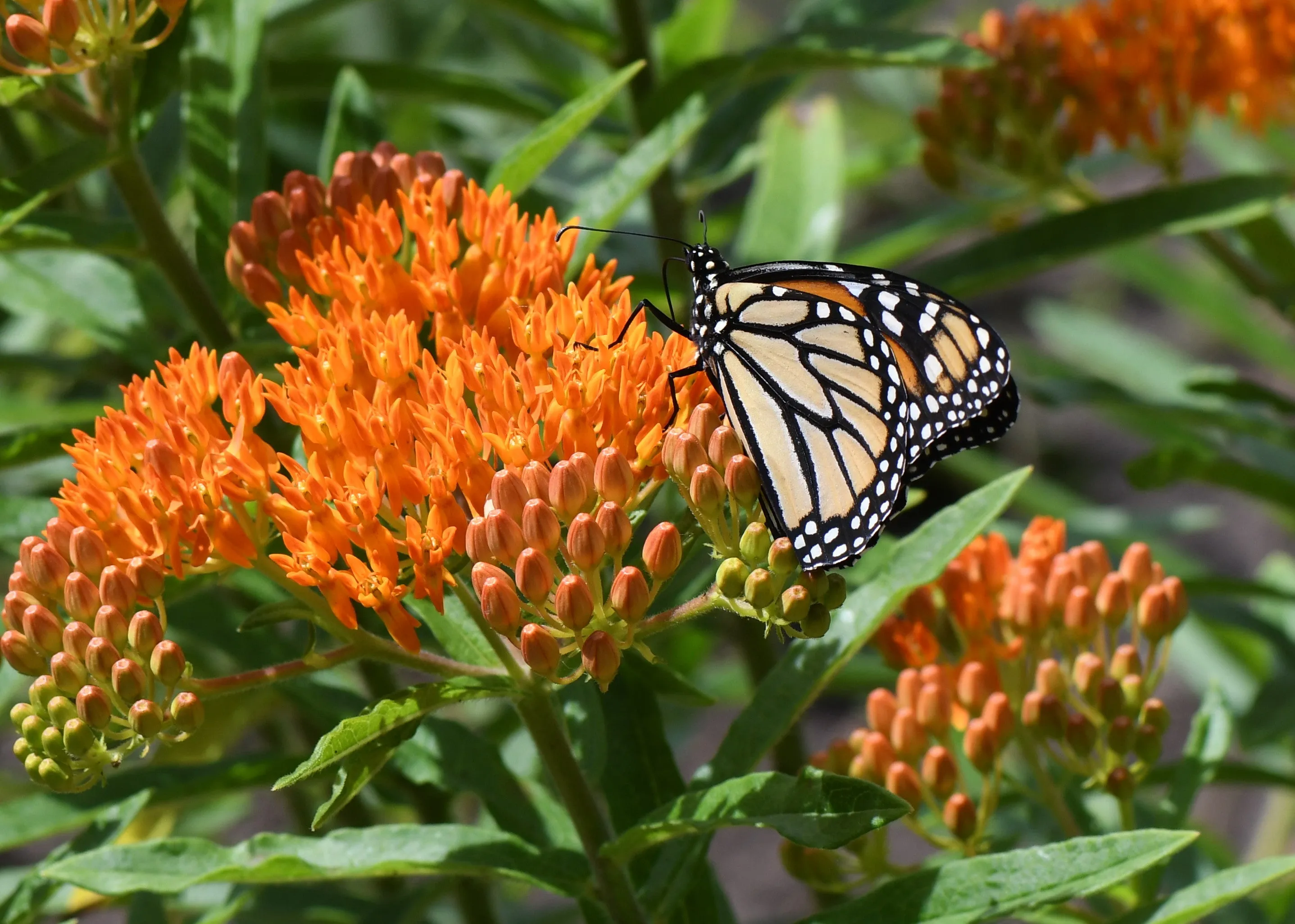 Butterfly Weed Milkweed Asclepias tuberosa 200 Seeds  USA Company