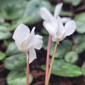 Cyclamen coum forma albissimum