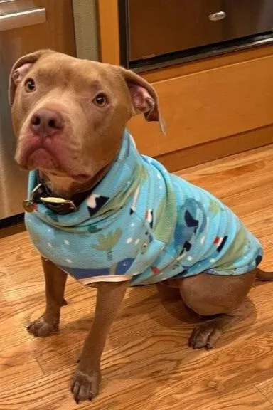 The Chilly Dinosaurs Dog Sweater